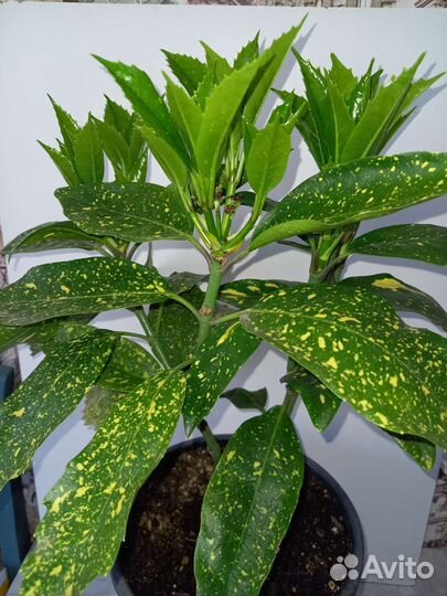 Аукуба саженцы