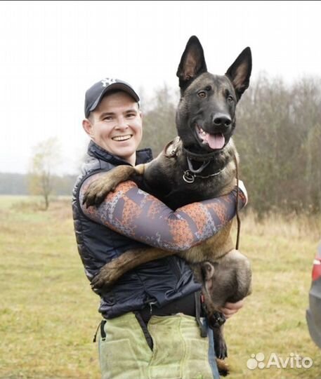 Кинолог. Дрессировка. Собаководство. Передержка