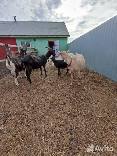 Продам коз зааненской и алпийской породы