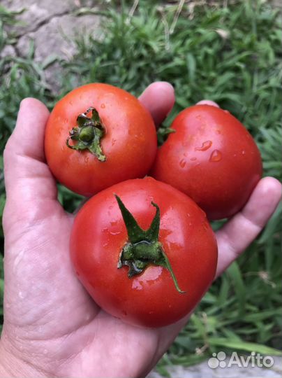 Семена помидор Дубрава