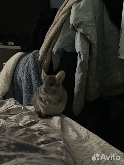 Передержка шиншилл