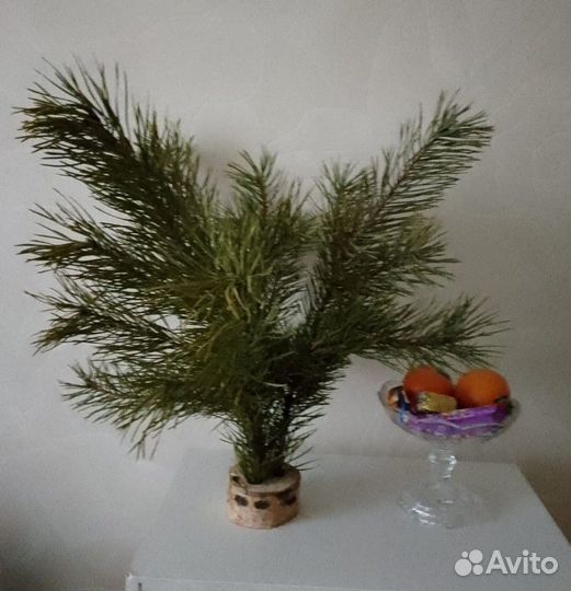 Живые ели и сосны