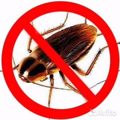 Дезинфекция от клопов, тараканов, муравьёв