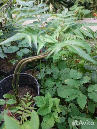 Саженцы декоративных деревьев Сумах оленерогий