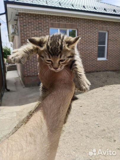 Бенгальские котята