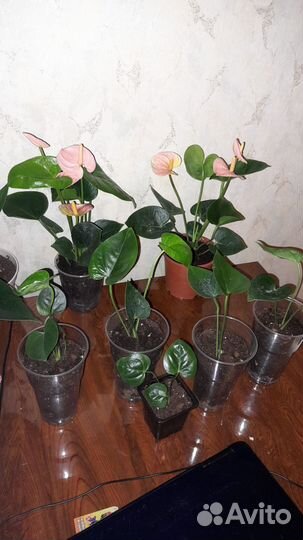 Анториум спирт