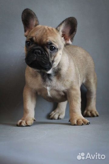 Французский бульдог щенки РКФ