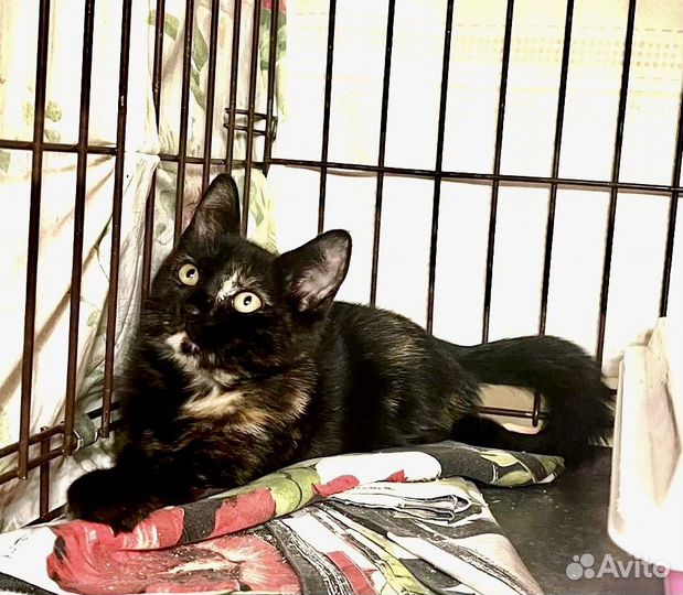 Веселая малышка с необычным окрасом