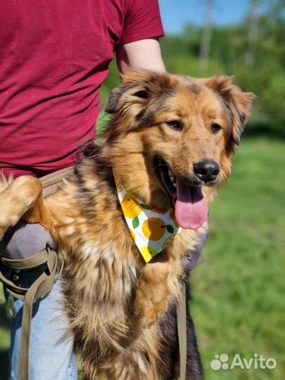 Собака в добрые руки отдам бесплатно