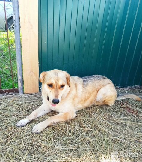 Молодой добрый пес