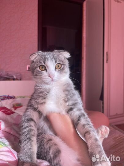 Вислоухая кошка