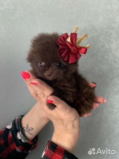 Померанский шпиц мини