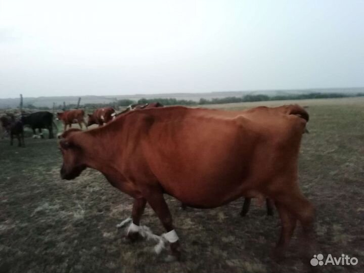 Коровы и бычки