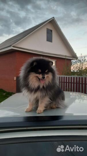 Померанский шпиц