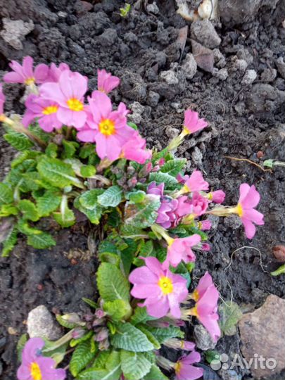 Первоцветы