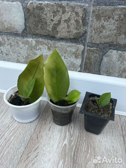 Замиокулькас