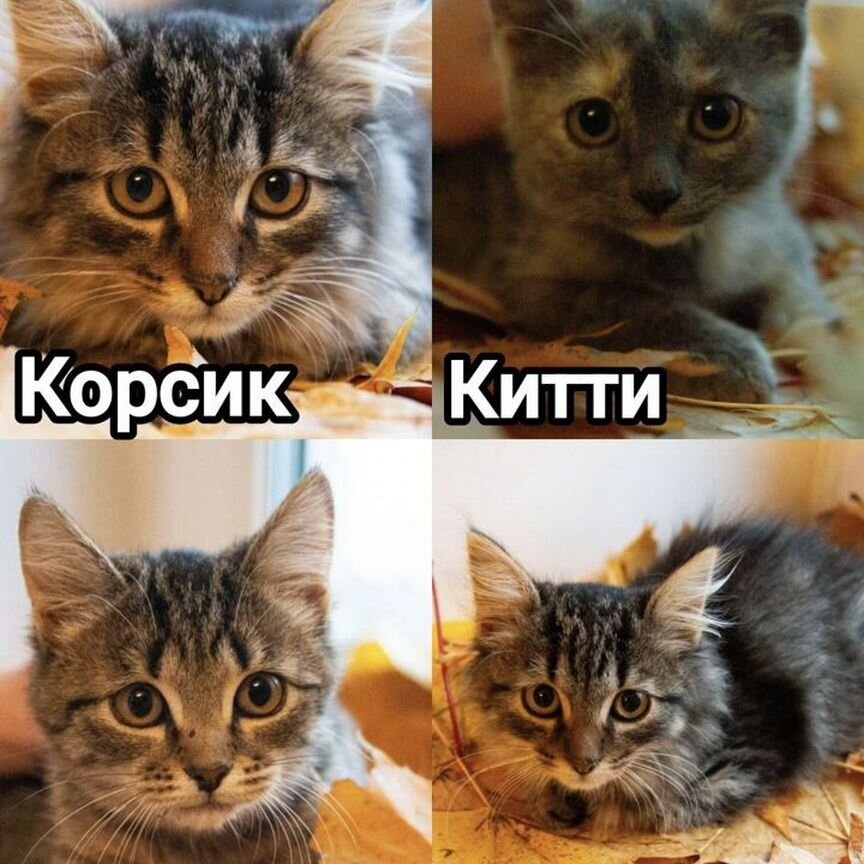 Котята в добрые руки