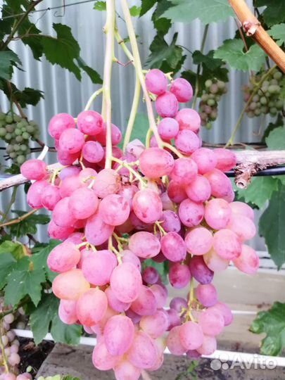 Саженцы и черенки винограда