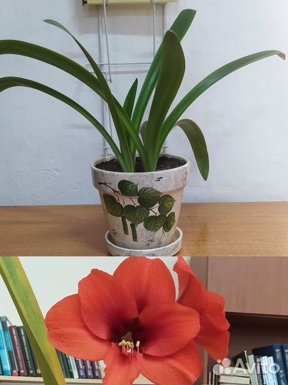 Гиппиаструм