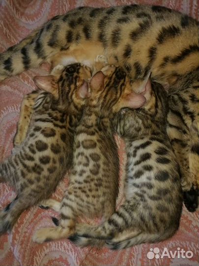 Бенгальский котёнок