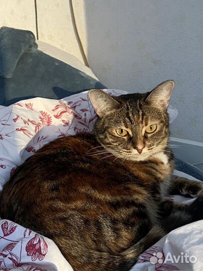 Кошачьи усы, вибриссы