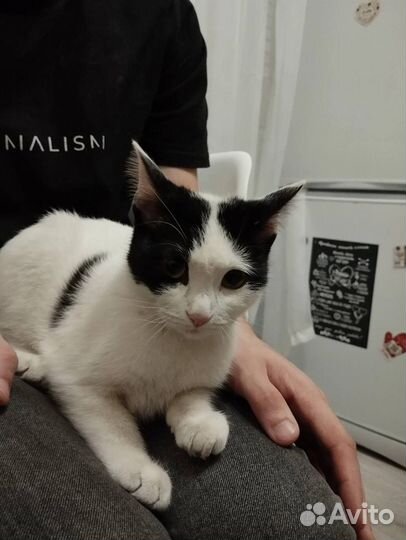 Котенок