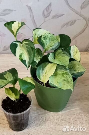 Эпипремнум Хэппи Лиф