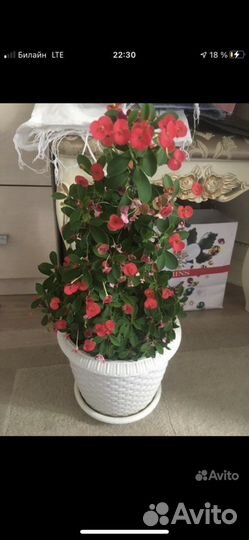 Молочай миля» продажа отростком