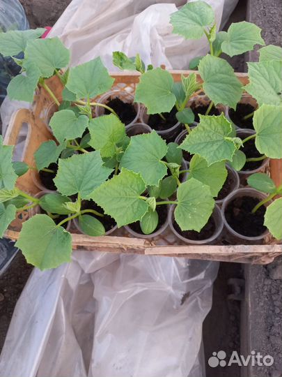 Рассада огурцов