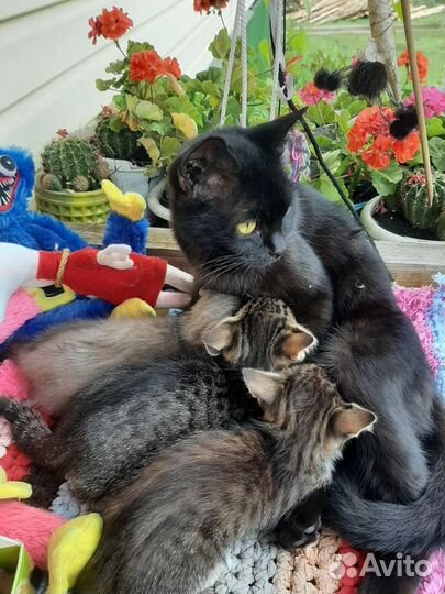 Котята от Британской кошки бесплатно