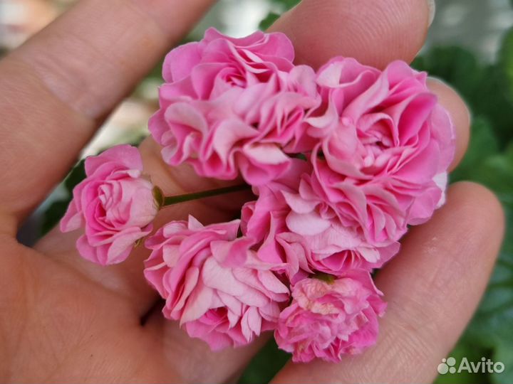 Герань пеларгония