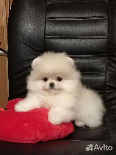 Померанский шпиц мини