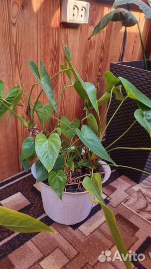 Комнатные растения