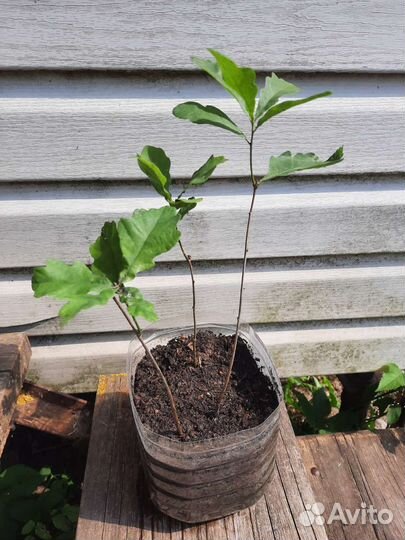 Растения для дачи, сада