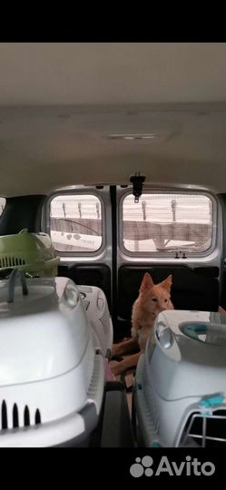 Перевозка животных по россии