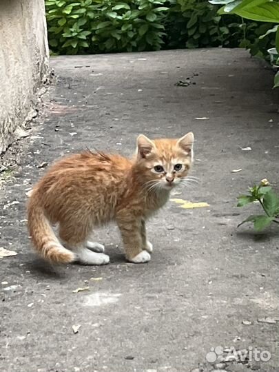 Рыжий котенок в добрые руки