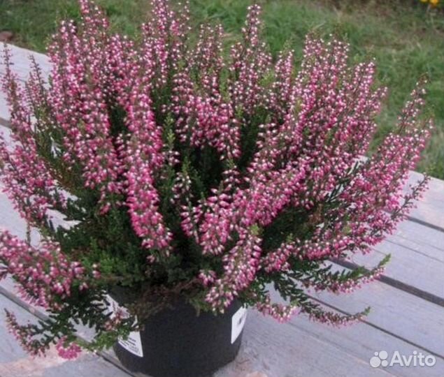 Вереск в асортименте