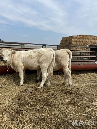 Телки шароле