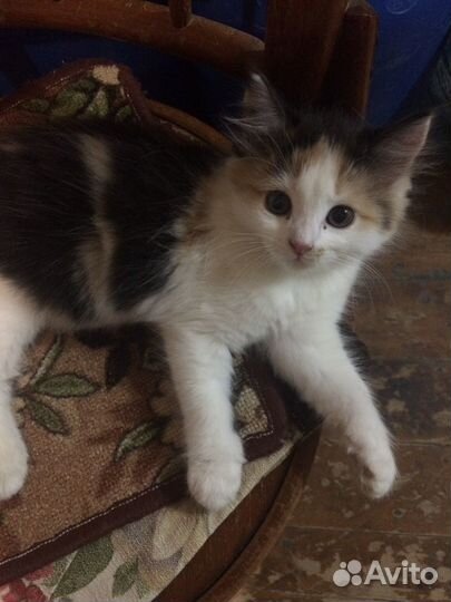 Кошки бесплатно