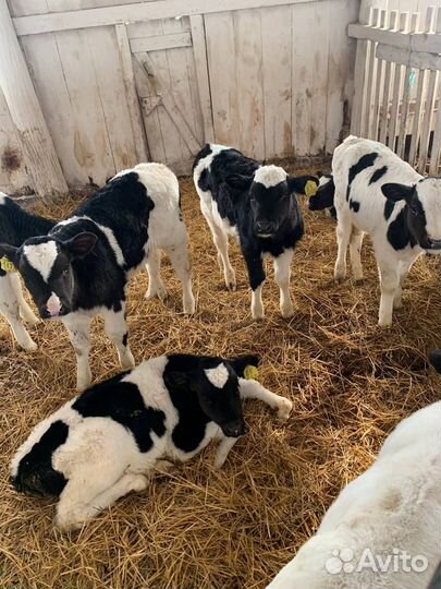 Телята крс, Бычки и Телки