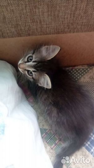 Котята в добрые руки бесплатно