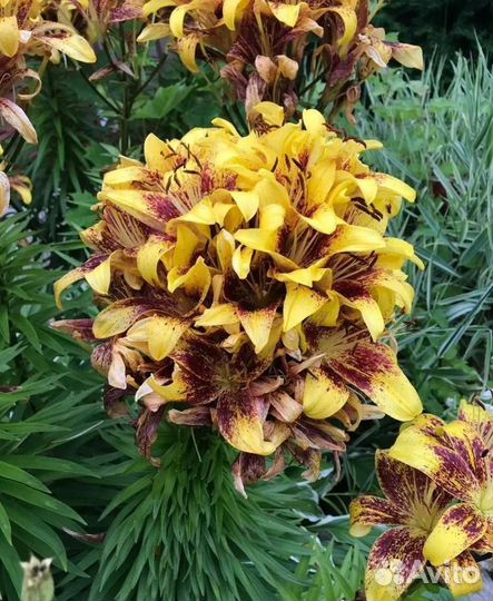 Лилия марлен луковицы