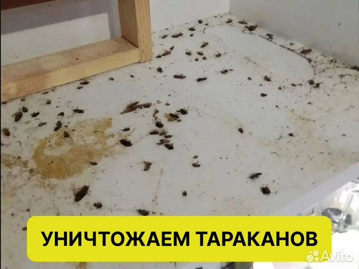 Уничтожение тараканов клопов запахов дезинфекция