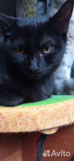 Чёрная Кошечка