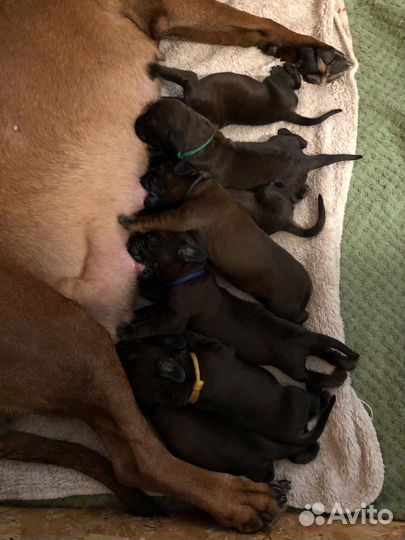 Баварская горная гончая