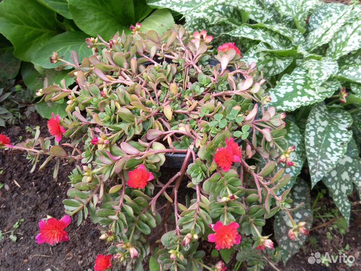 Бегония вецноцветущая, портулак вегетативный