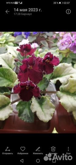 Мини фиалки