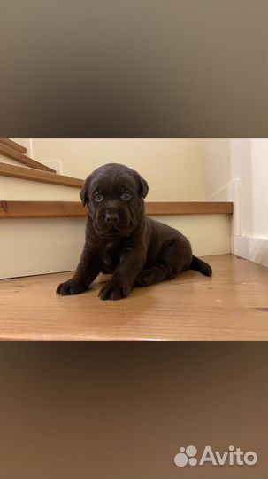 Шоколадные малыши