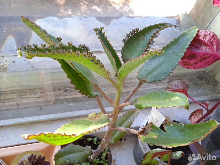 Каланхоэ (пророщенные детки)