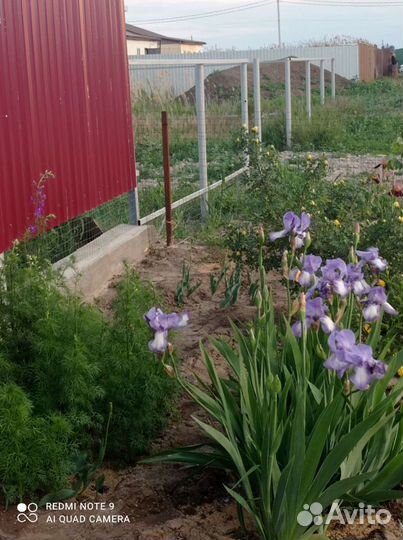 Ирис королевский